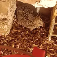 بلدرچین ژاپنی تخمگذار