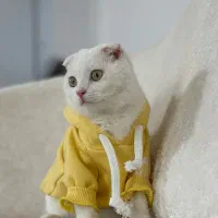 اسکاتیش فولد