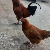خروس و مرغ