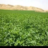 یونجه درجه یک خالص خالص
