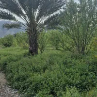 باغ
