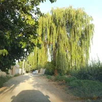 چند قطعه زمین از۳۰۰الی۶۵۰ متر در سه لوکیشن عالی