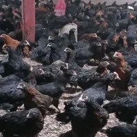 جوجه مرغ وخروس مشگی گلپایگانی ۸۰روزه واکس خورده