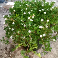 فروش چمن رونده (طبیعی)( کیاشیتو) آلمانی