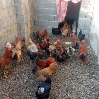 مرغ وخروس محلی
