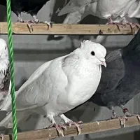 کبوتر باخت رفته