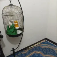 قفس ایستاده معاوضه باسهره ماده