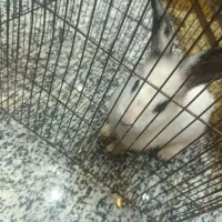خرگوش