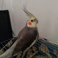 عروس هلندی نر