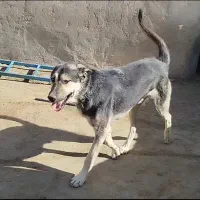 سگ سراب اصل