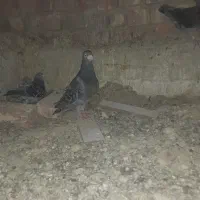 جفت نر فروشی