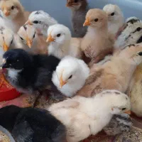 جوجه محلی