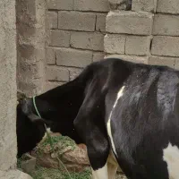 گاو
