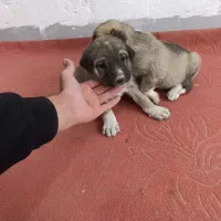 سگ پژدر