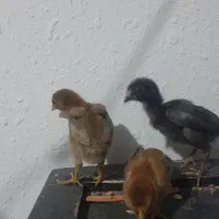 جوجه لاری نژاد افغان