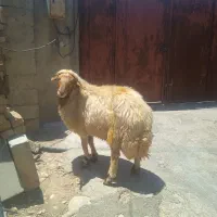 بدونه هیچ مشکل