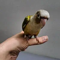 طوطی گرینچیک