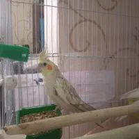 عروس هلندی ماده