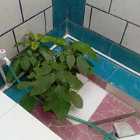 کاه جاشیر کیلوی۶۶