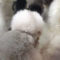 فروش جوجه مرغ کاکلی تخمگذار مقاوم