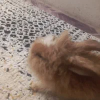 خرگوش با مزه