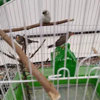 فروش 3عدد فنچ یک جفت ویک جوجه بالغ