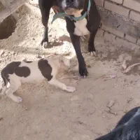 سگ پیت بول