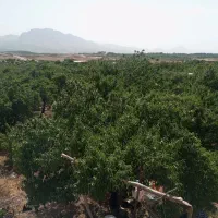 باغ-فروشی-در-شوراب-صغیر