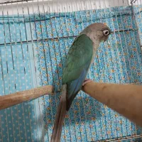 طوطی گرینچیک تراکوییس اپل ماده