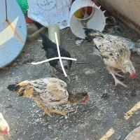 جوجه خروس گلین لری و مرغ مینیاتوری