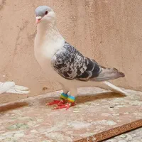 کفتر افغان