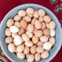 تخم مرغ گرید A+++