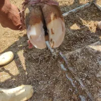 گاوشیری