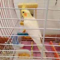 معاوضه عروس نر با ماده