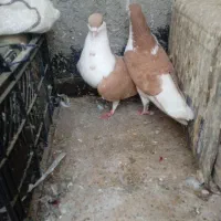 یک جفت ساده زرد و‌ذاغ و خال دم