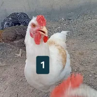 خروس جوان فروشی