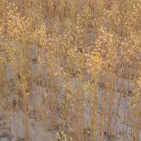 نیازمند کمباین جهت برداشت کاملینا