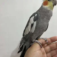 فروش عروس هلندی سخنگو