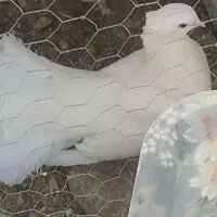 کبوتر دم چتری ماده گم شده