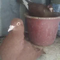 یک جفت قره کرمونی روی جوجه