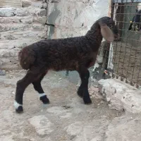بره شیری