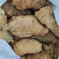 برگ زرد|گل و گیاه طبیعی|اسیر, |دیوار