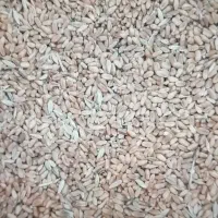 گندم گونی شده اماده
