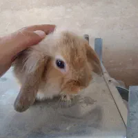 خرگوش زیبای لوپ