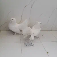 دم چتری آس استثنایی