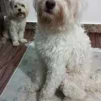واگذاری سگ پاکوتاه