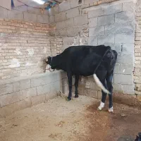 گاو