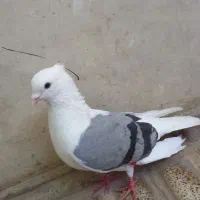 پشتدار کاغذی