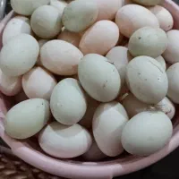 تخم اردک