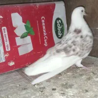 کفتر بلند کرد
